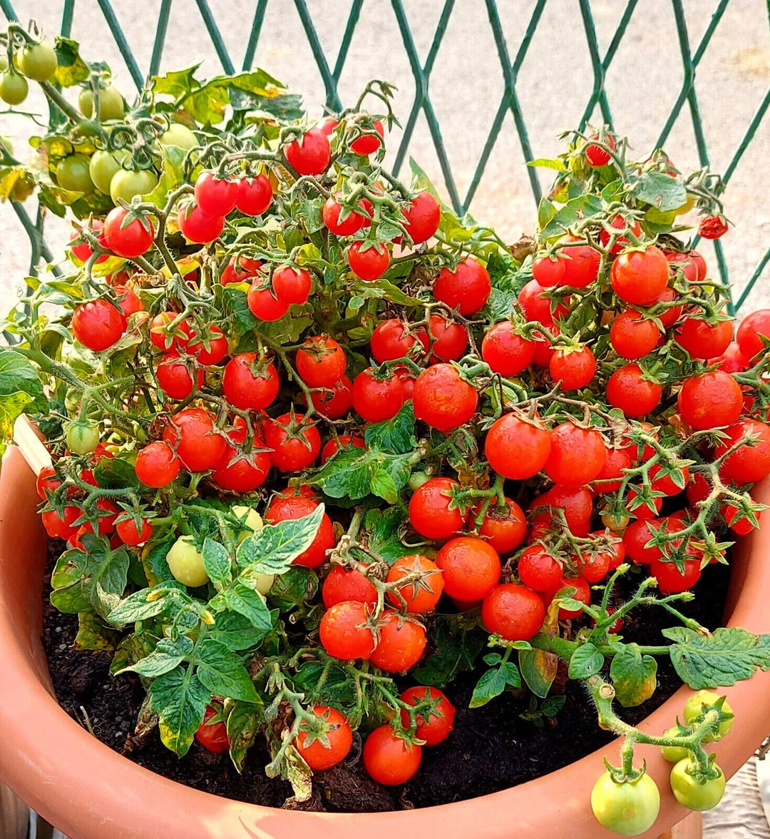 red robin flower seeds