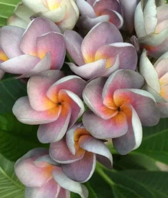 orange periwinkle flower seeds