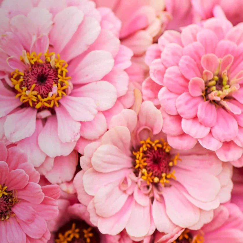 zinnia luminosa flower seeds