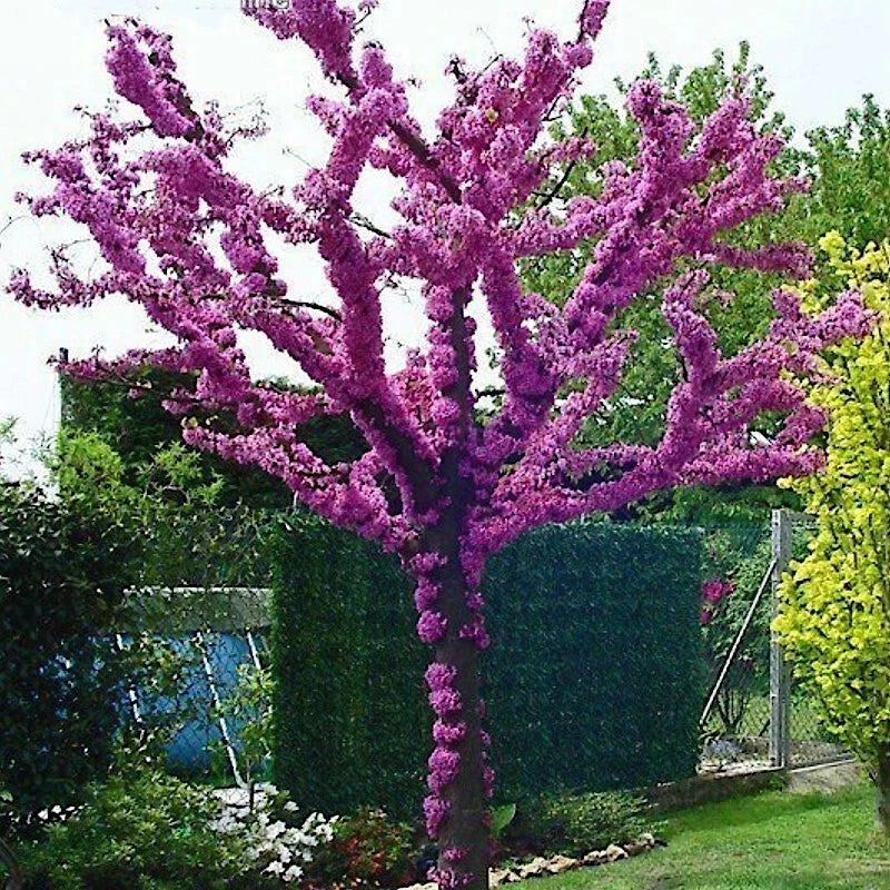 judas tree flower seeds