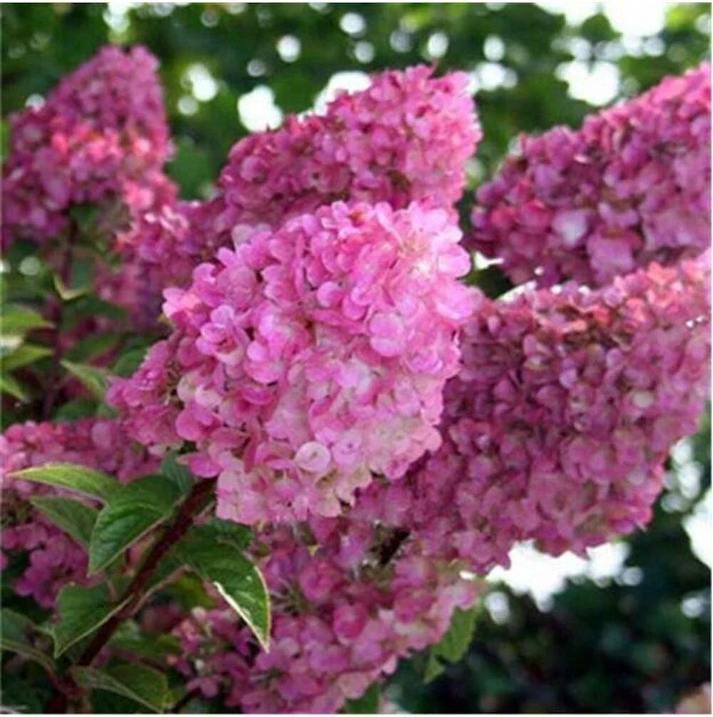 pink for flower seeds