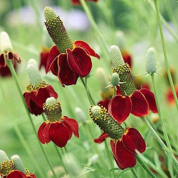 red dwarf flower seeds