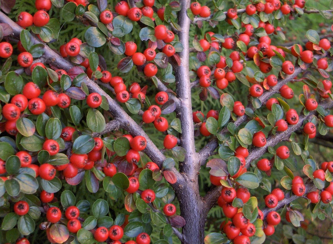 rockspray cotoneaster flower seeds