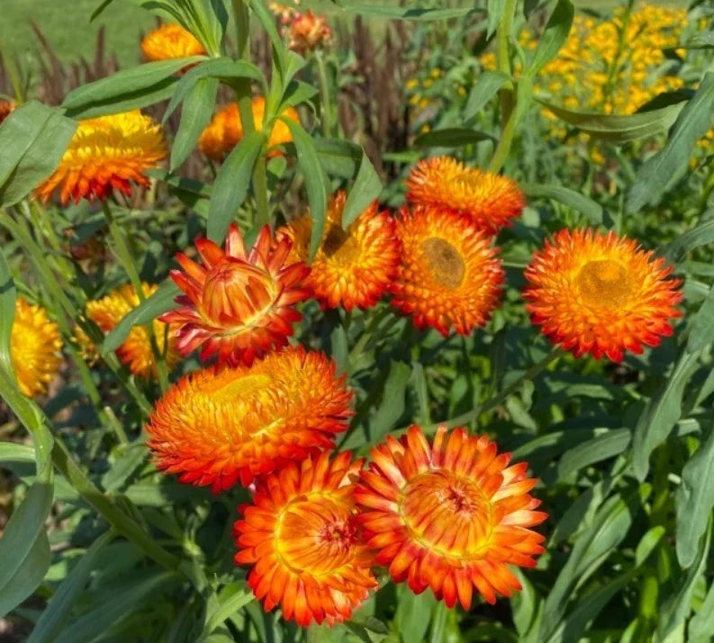 orange strawflower flower seeds