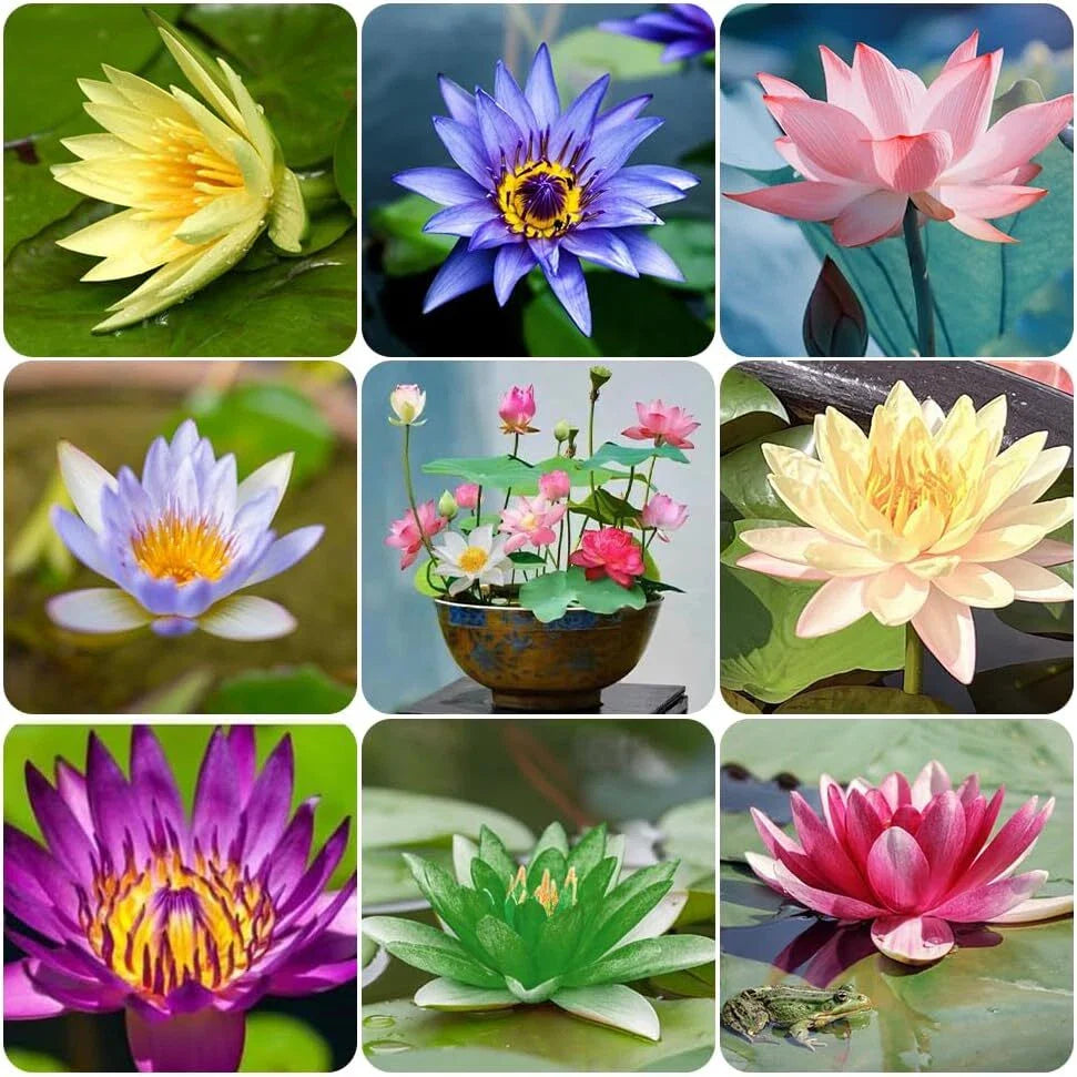 mix bonsai flower seeds