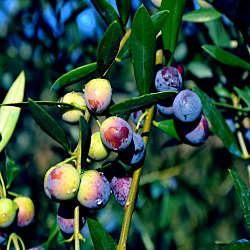 canino olive flower seeds