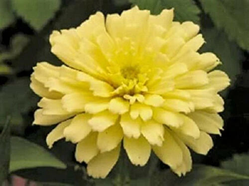 zinnia flower flower seeds