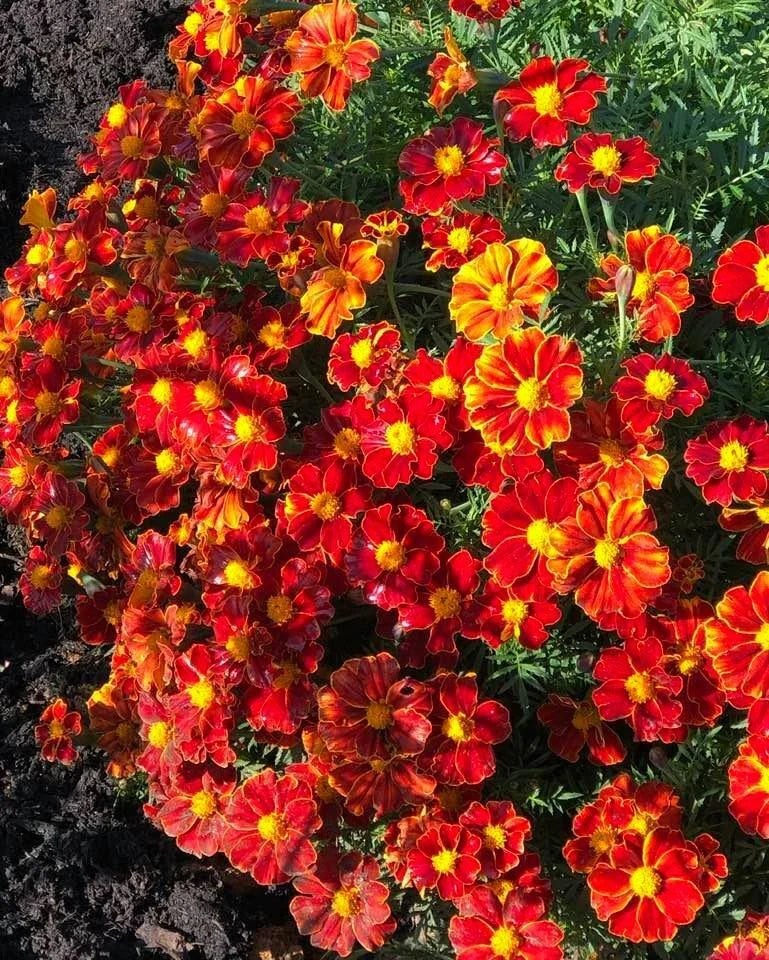 red french flower seeds