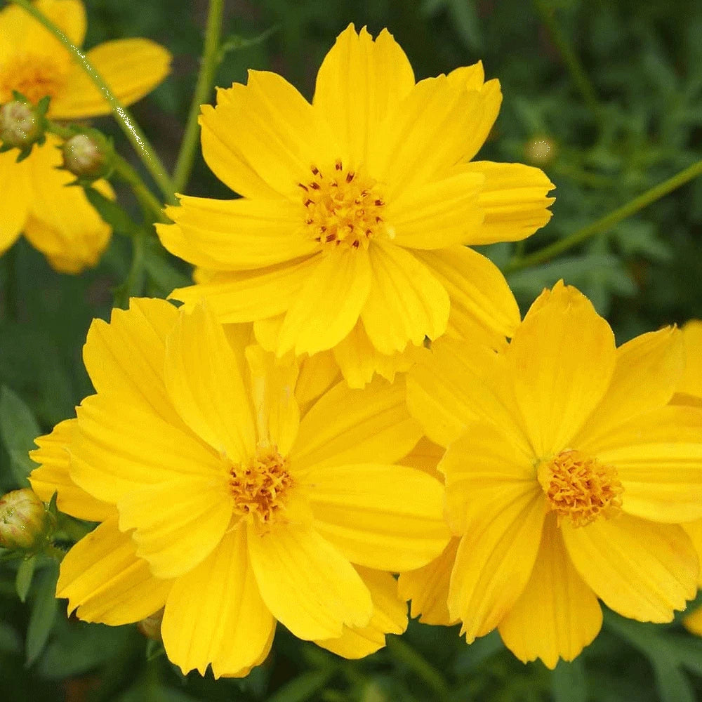 yellow cosmos flower seeds