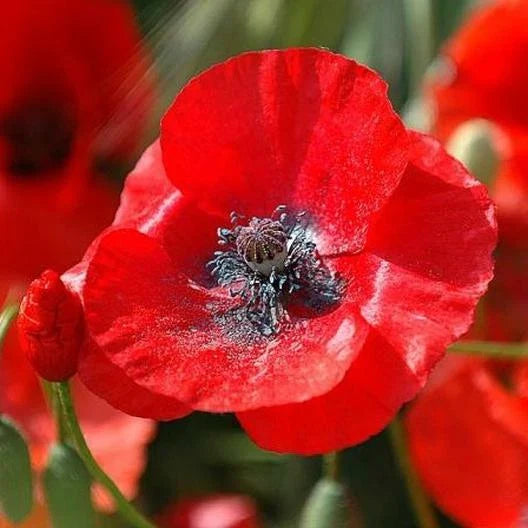 red poppies flower seeds