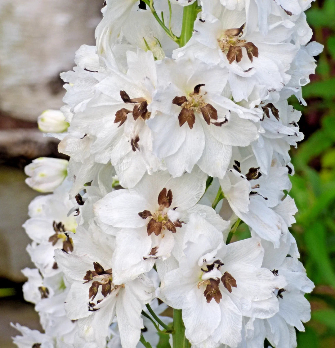 white delphinium flower seeds