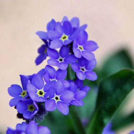 blue get flower seeds