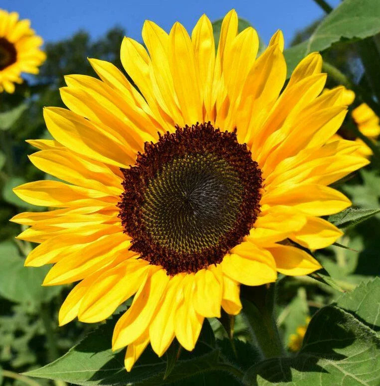 black bulk flower seeds