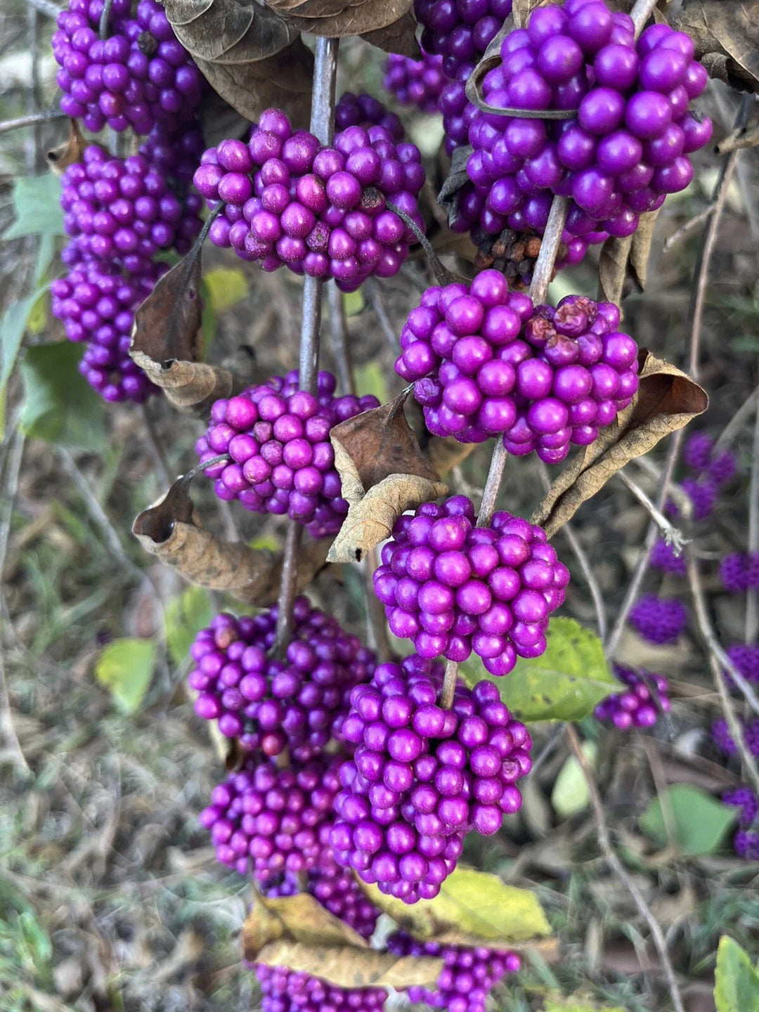 american beautyberry flower seeds