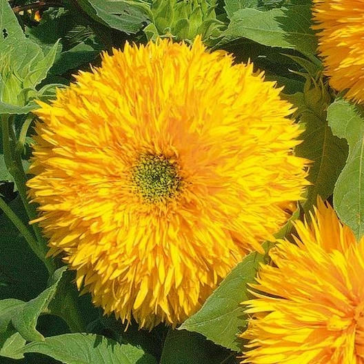 sunflower tall flower seeds