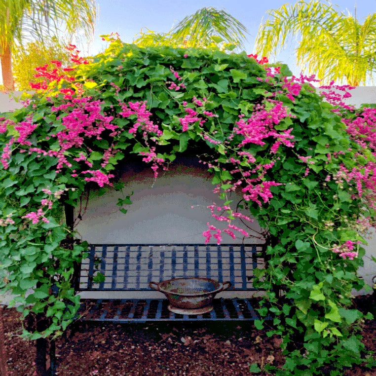 pink coral flower seeds