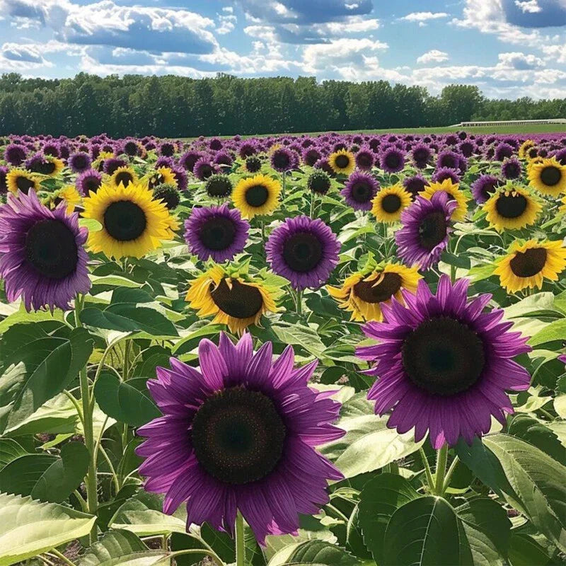 purple violet flower seeds