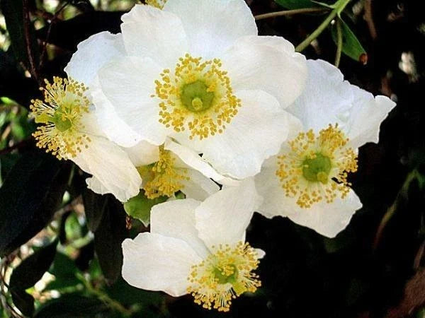 carpenteria californica flower seeds