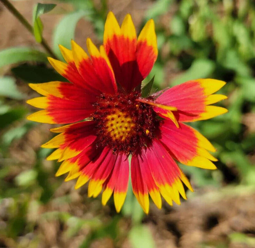 indian blanket flower seeds