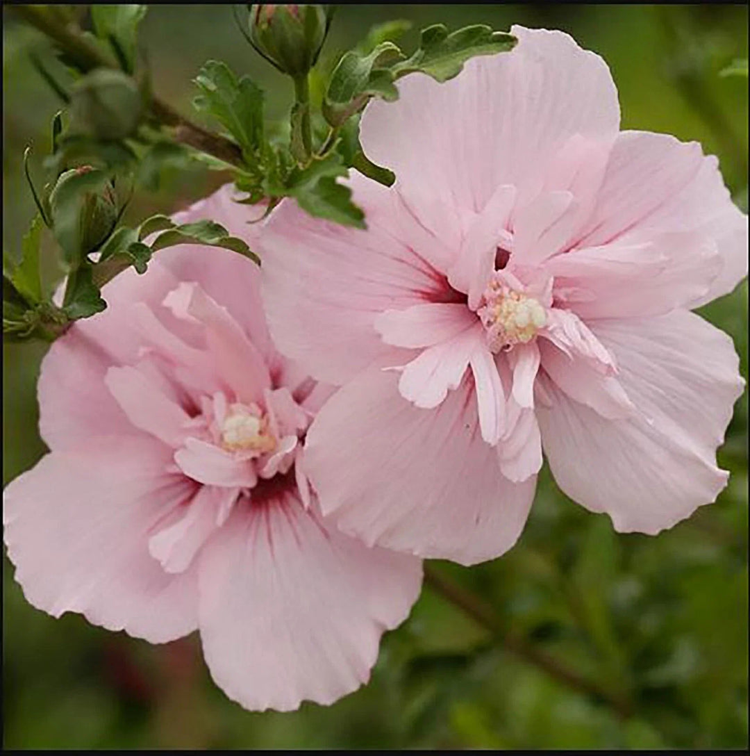 pink chiffon flower seeds