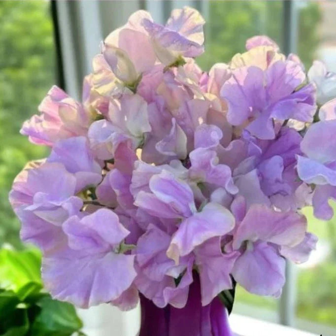 sweet pea flower seeds