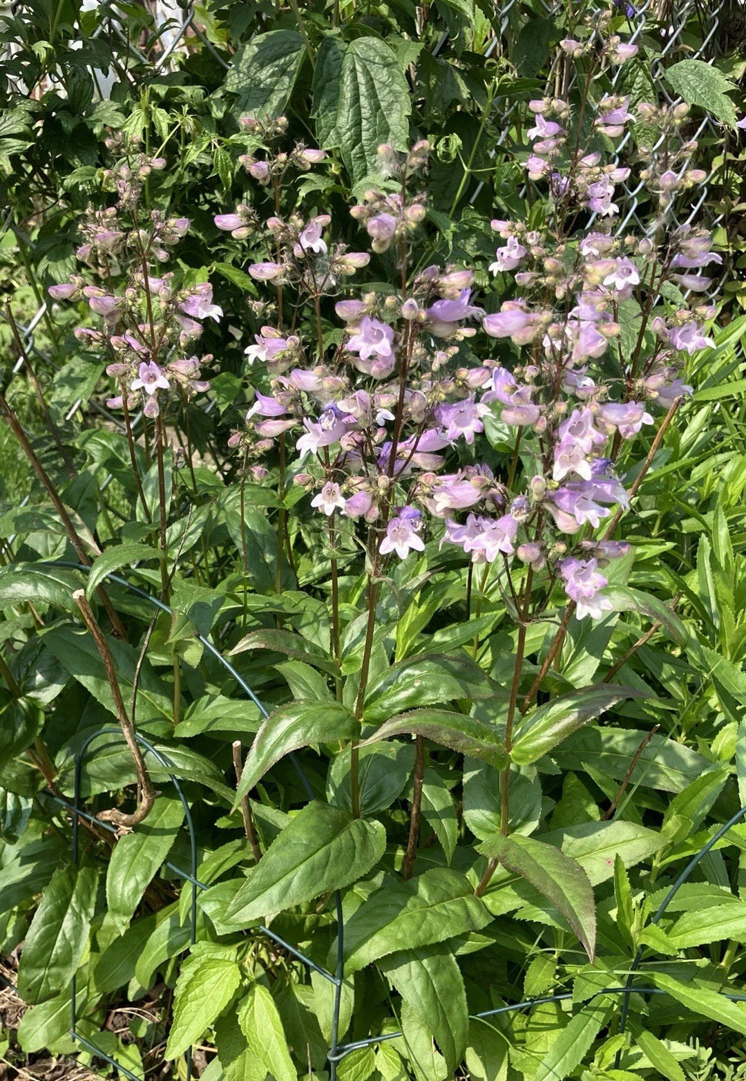 calico beardtongue flower seeds