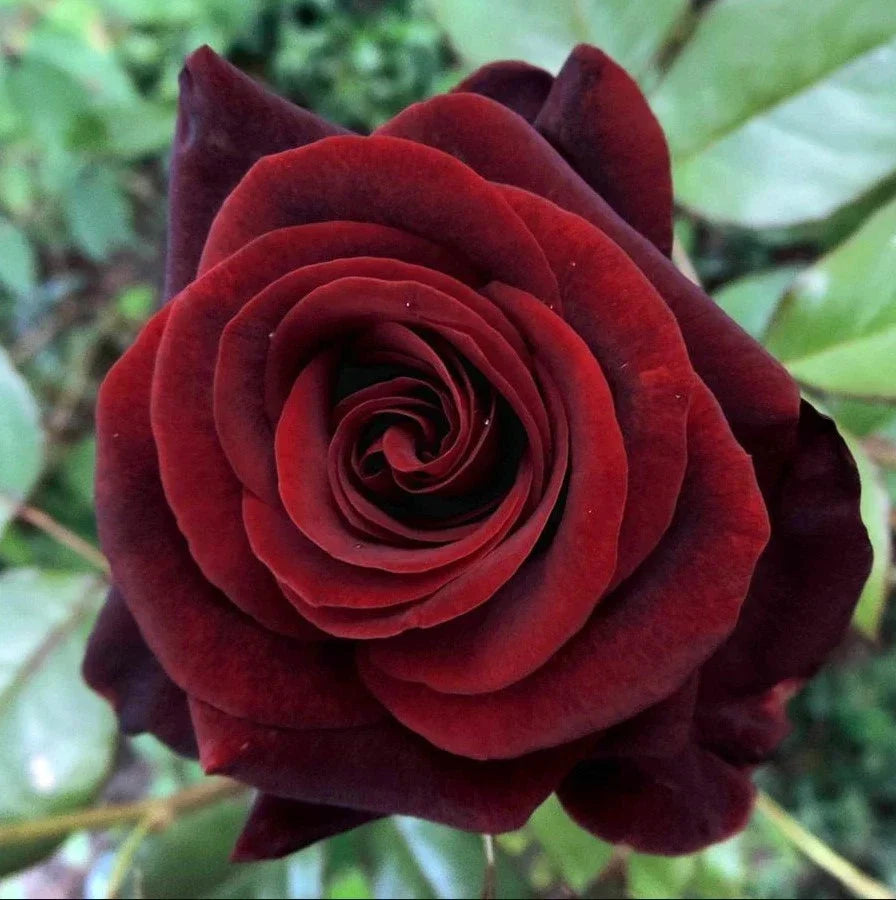 black magic flower seeds