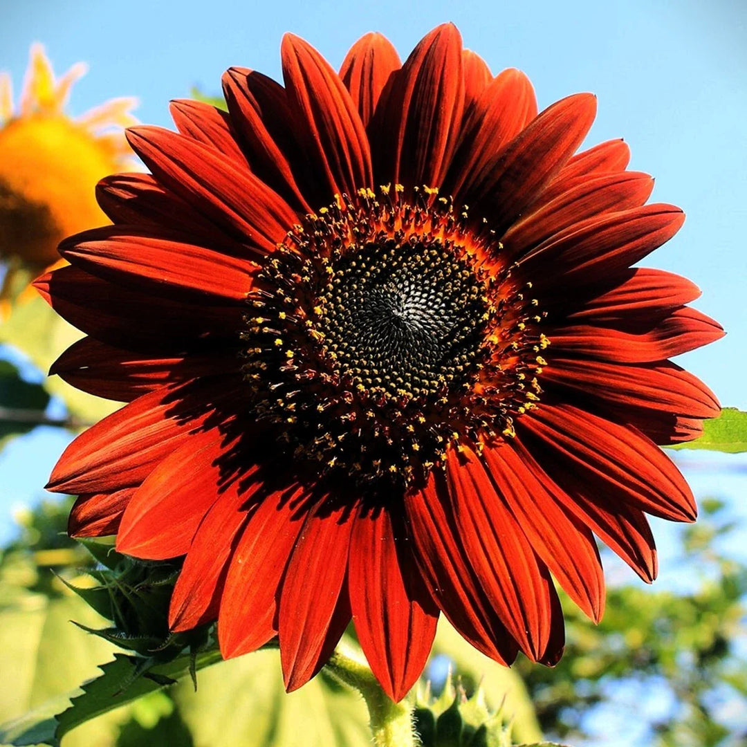 moulin rouge flower seeds