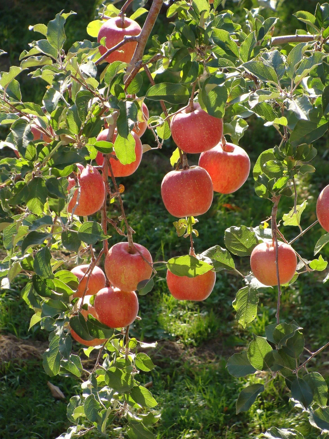 red delicious flower seeds