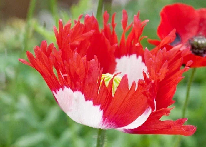 red white flower seeds