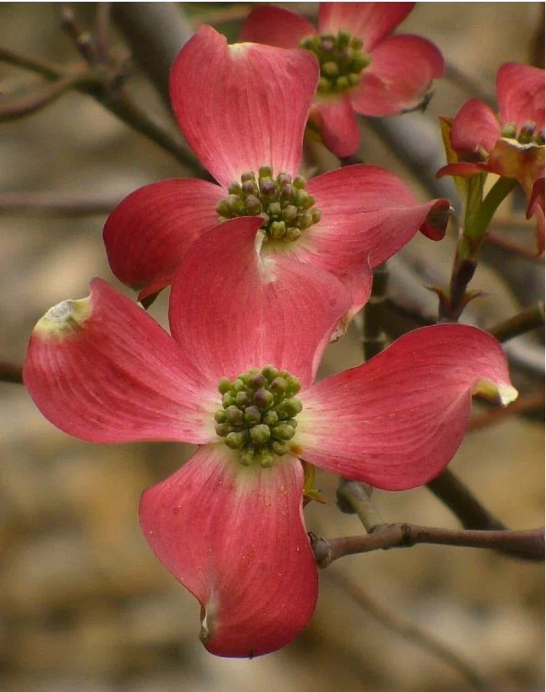 red cornus flower seeds