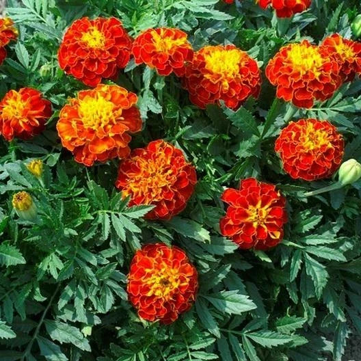 french marigold flower seeds