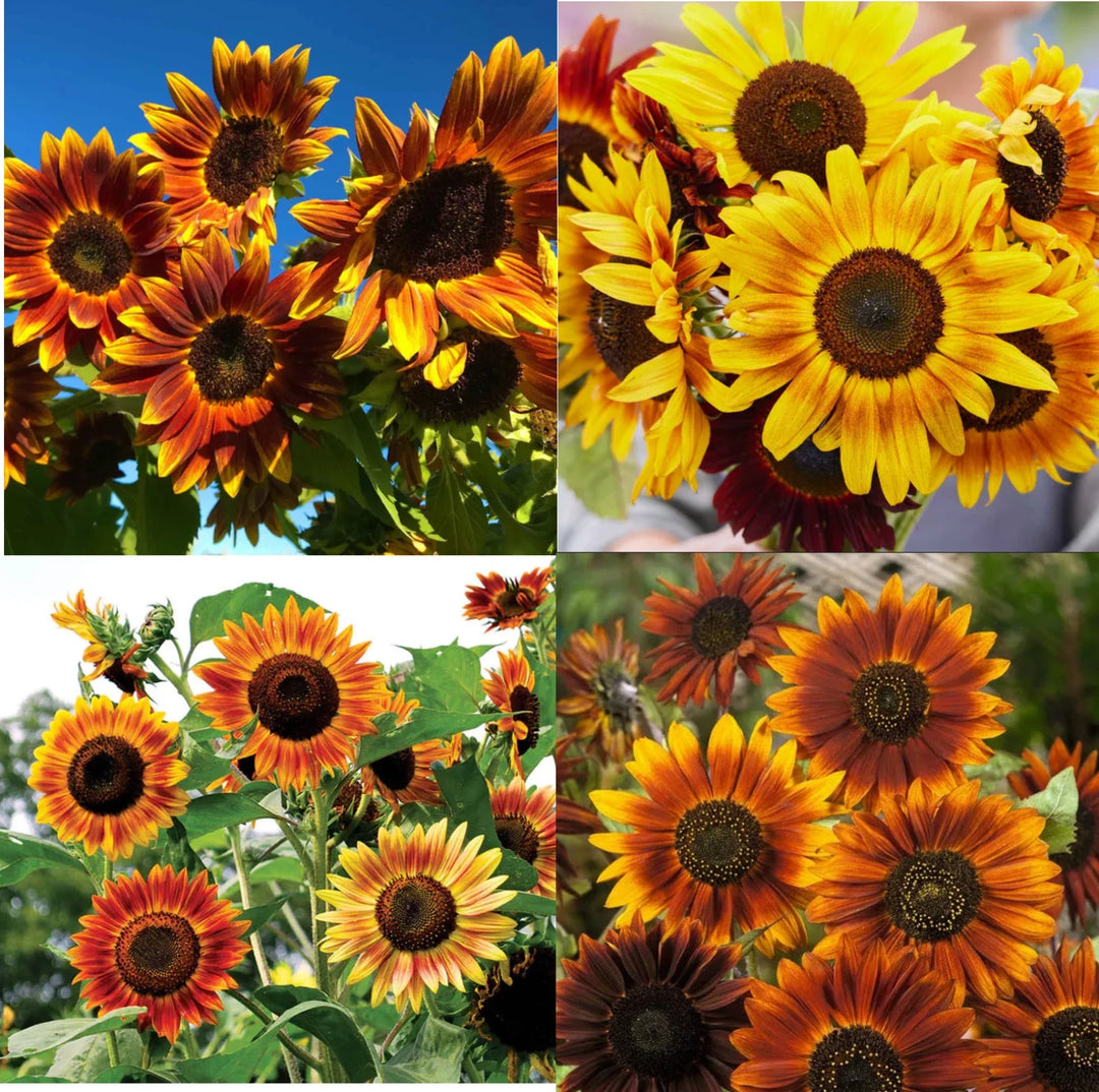 sunflower landscaper flower seeds