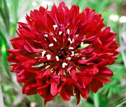 red cornflower flower seeds