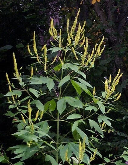 green giant flower seeds