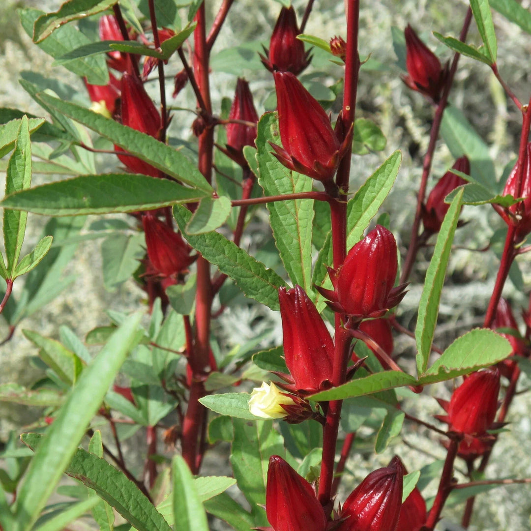 red hibiscus flower seeds
