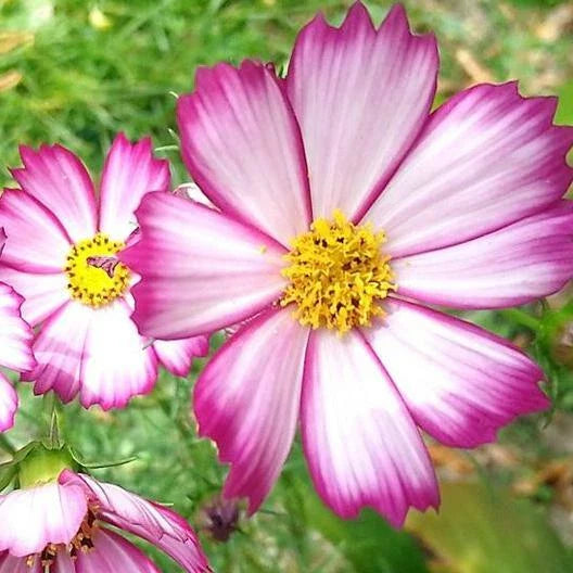 red white flower seeds