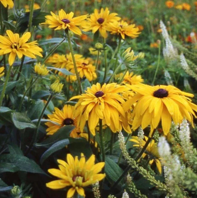 black golden flower seeds