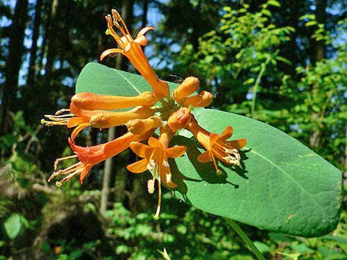 orange lonicera flower seeds
