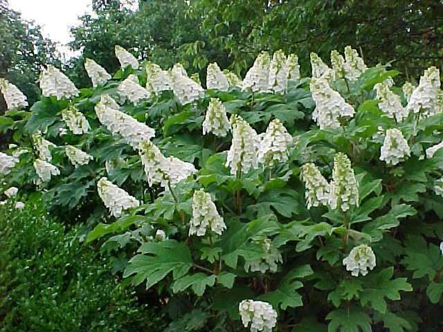 oakleaf hydrangea flower seeds