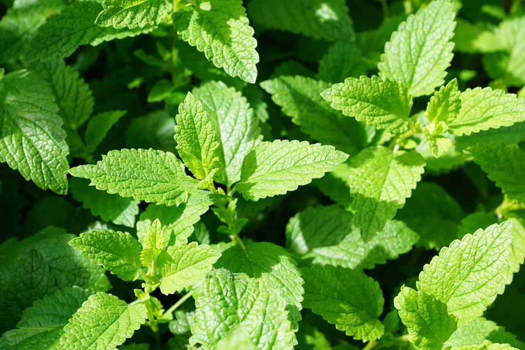 spearmint mint flower seeds