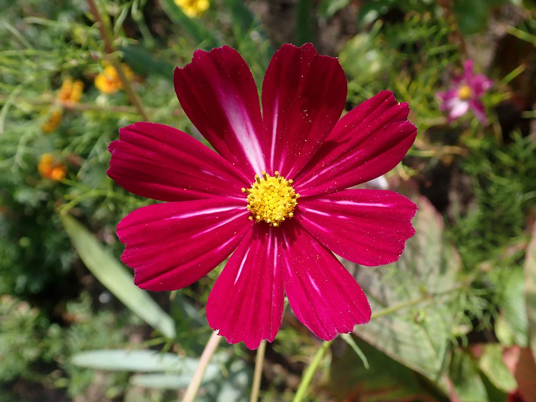 cosmos bipinnatus flower seeds