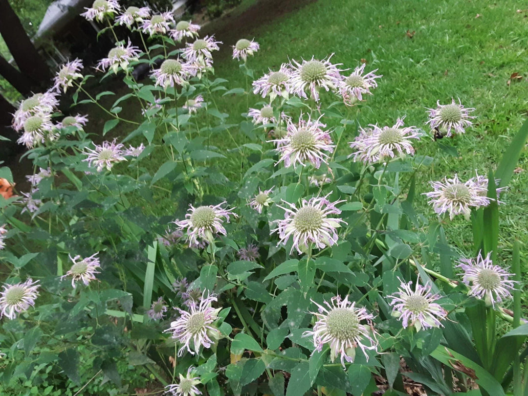 pink native flower seeds