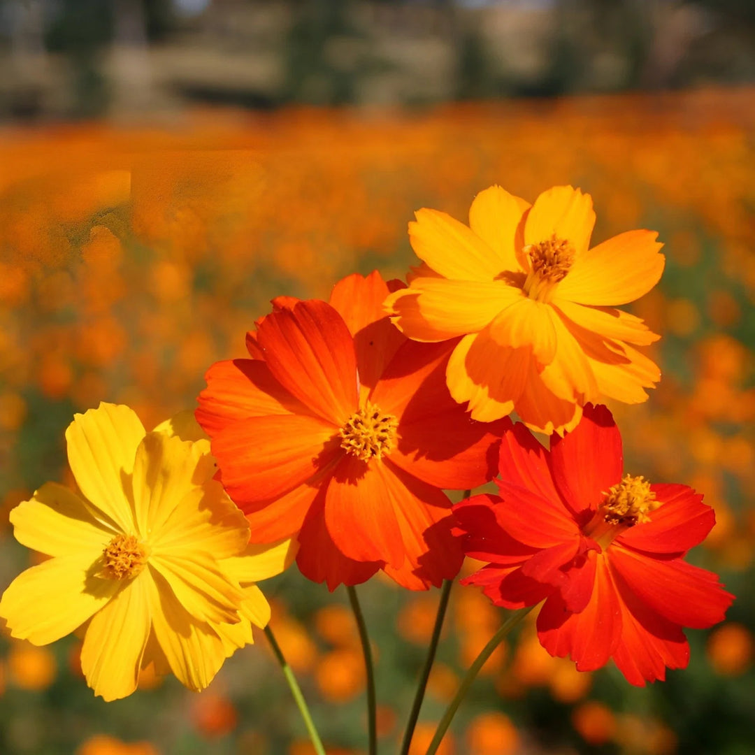 bright lights flower seeds