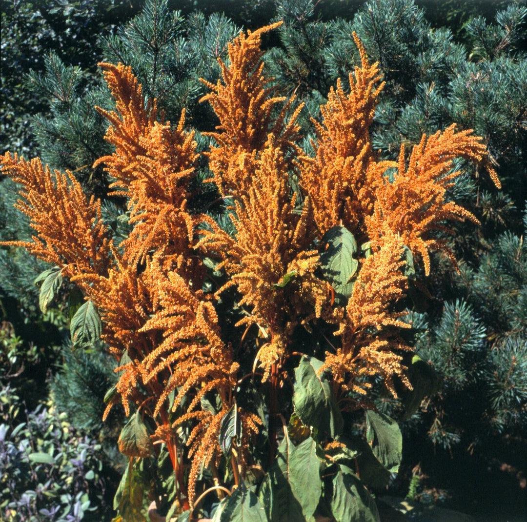 amaranthus hot flower seeds