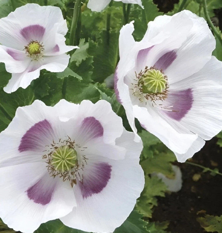 untreated tasmanian flower seeds