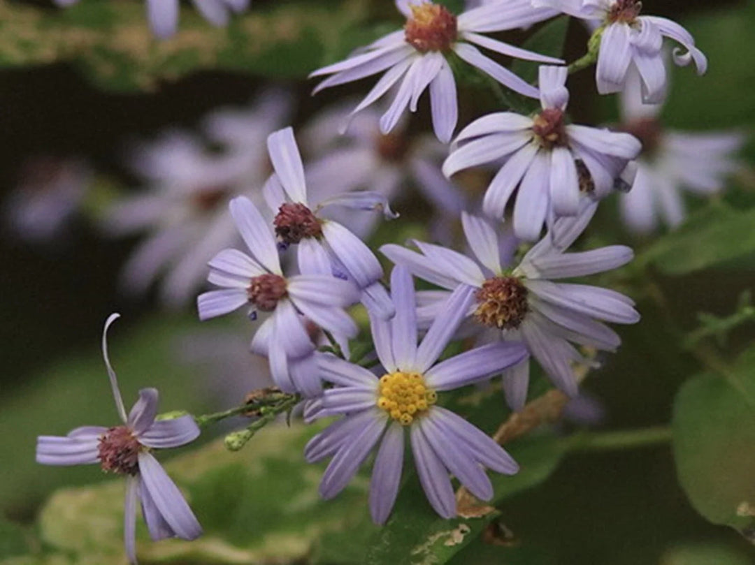 blue sky flower seeds