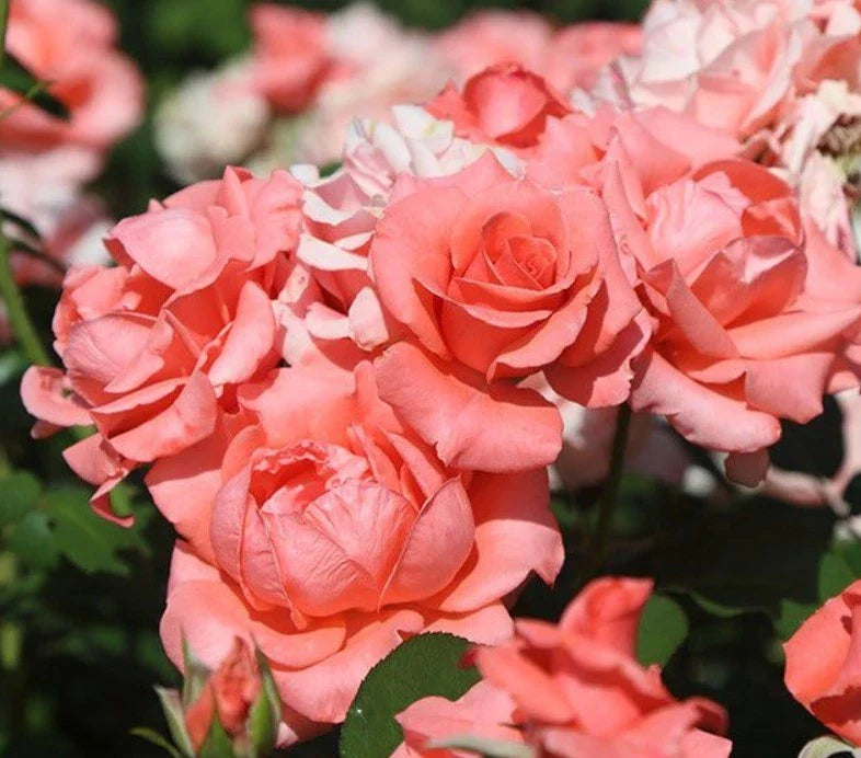 pink paris flower seeds