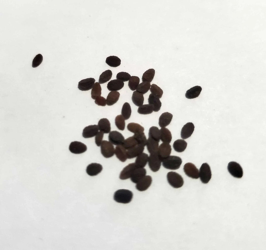 red drummond flower seeds