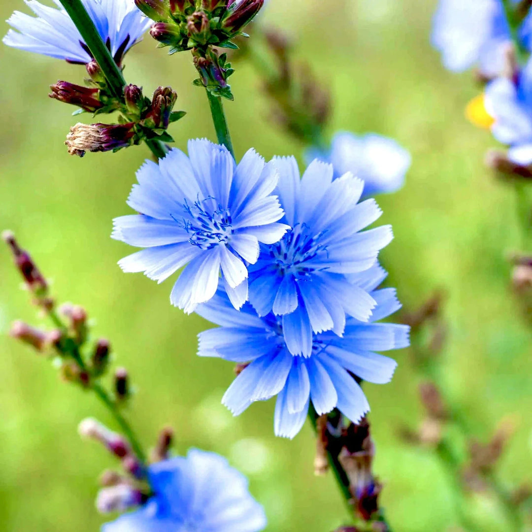 blue chicory flower seeds
